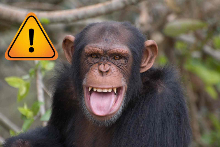 Crió a un chimpancé como si fuese su hijo… hasta que le arrancó la cara a su amiga