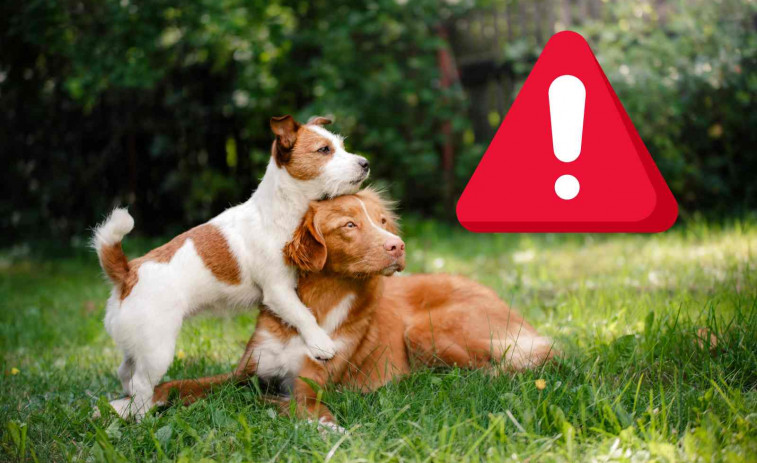 Graban a un hombre lanzando líquido corrosivo a dos perros en Olot