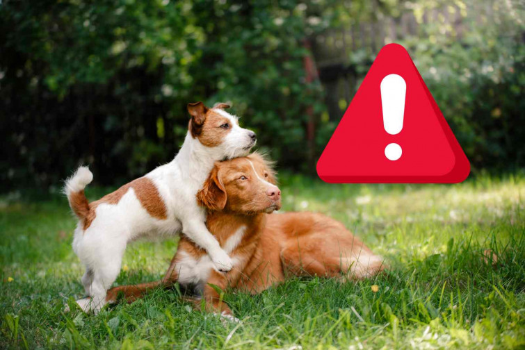 Graban a un hombre lanzando líquido corrosivo a dos perros en Olot
