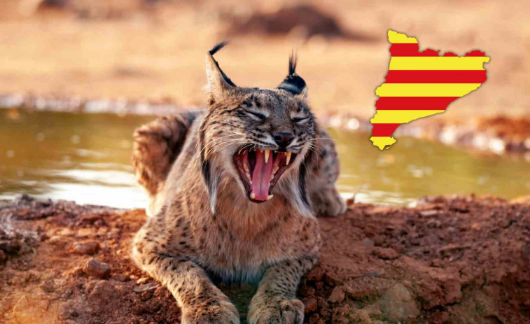 ¡Sorpresa en Catalunya! Aparece un lince ibérico que fue liberado en Andalucía