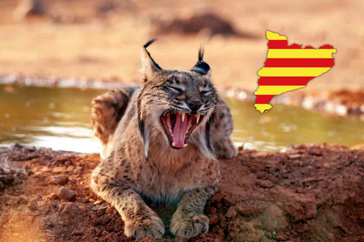 Lince ibérico, Catalunya   CANVA