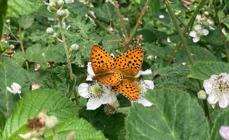Catalunya registra 210 extinciones locales de mariposas en 4 años de sequía