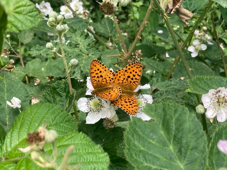 Catalunya registra 210 extinciones locales de mariposas en 4 años de sequía