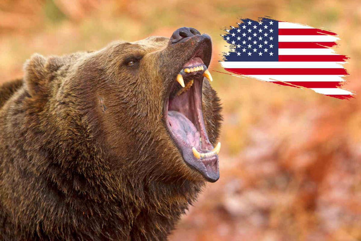Oso Grizzly