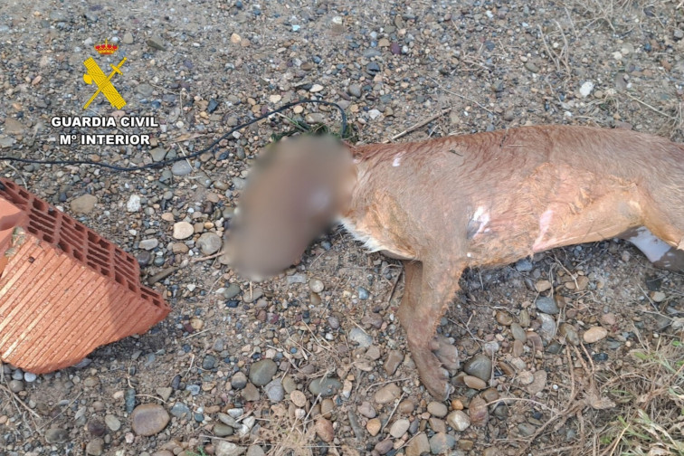 Investigan a una mujer por matar a su perro hundiéndolo en un canal