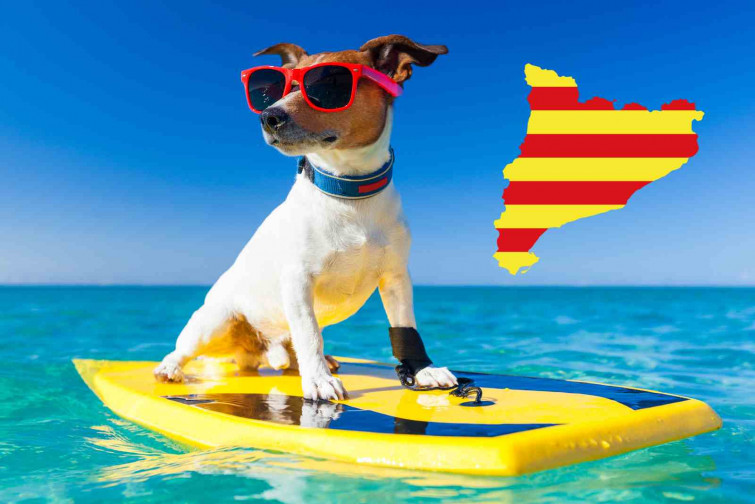 La lista definitiva: Estas son las 51 playas de Catalunya donde puedes ir con tu perro este verano