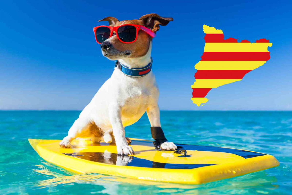 Un perro en la playa haciendo surf   Catalunya