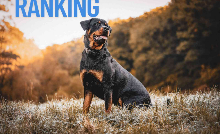 Estos son los 10 perros que no deberías tener sin experiencia: los más peligrosos del mundo