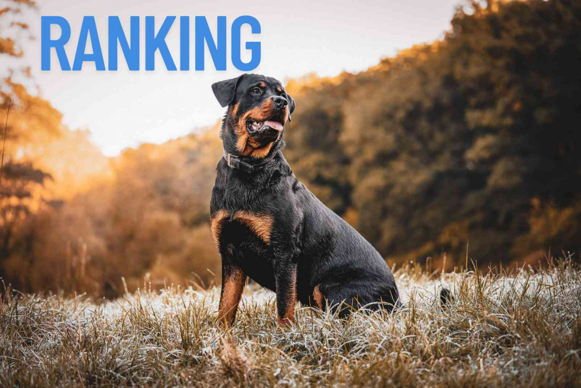 Perros, ranking