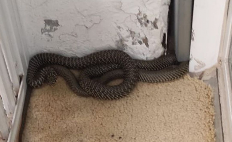 Sorpresa en Gràcia: hallan una especie rara de serpiente en un patio interior