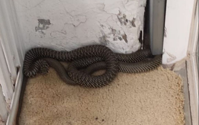 Serpiente