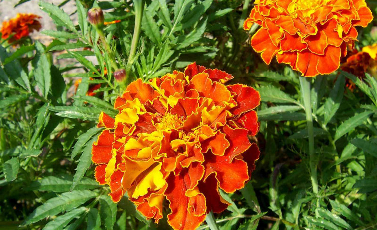 Cinco plantas que sobreviven en el verano más duro: no se mueren ni con 40 grados