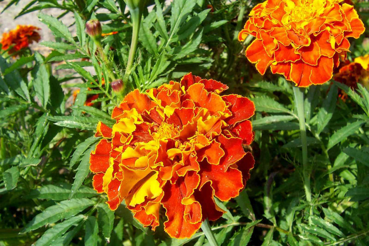 Cinco plantas que sobreviven en el verano más duro: no se mueren ni con 40 grados