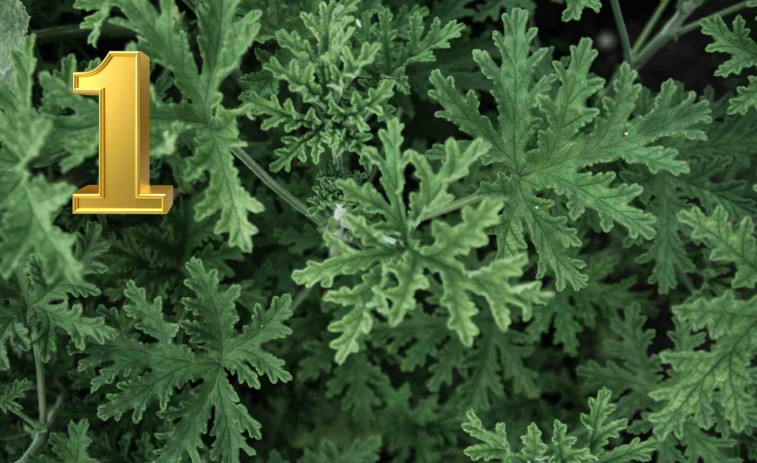 Adiós mosquitos! Descubre las plantas infalibles para tenerlos lejos este verano