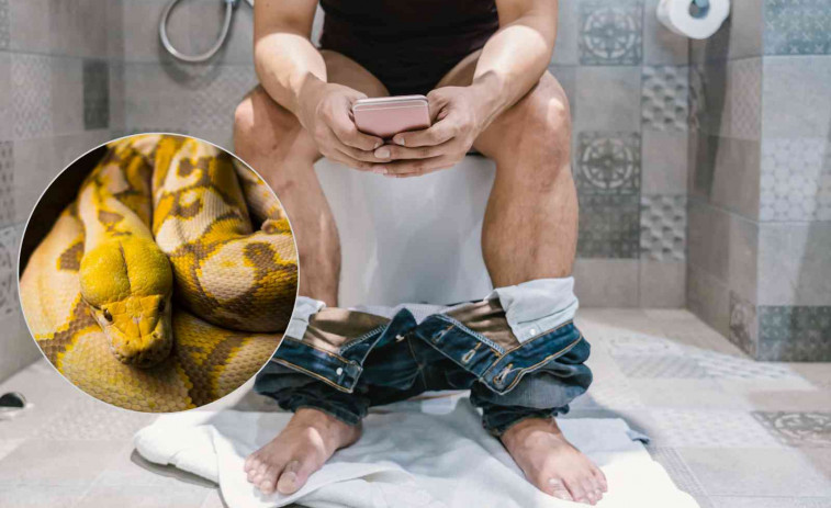 Emboscada en el baño: una serpiente muerde el pene de un hombre al sentarse en el inodoro