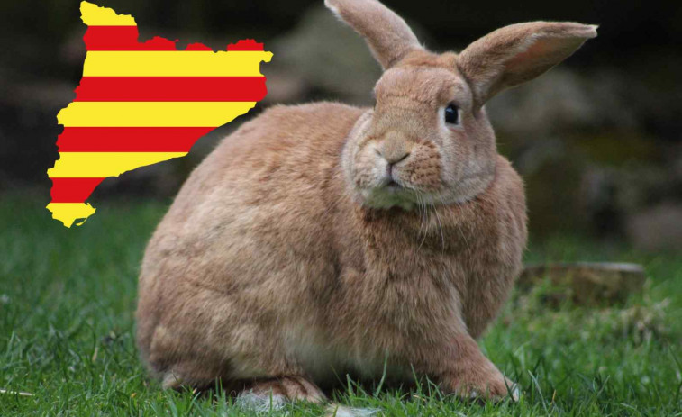 Más de 2.000 campos arrasados por conejos en Lleida: el Govern lanza un plan urgente
