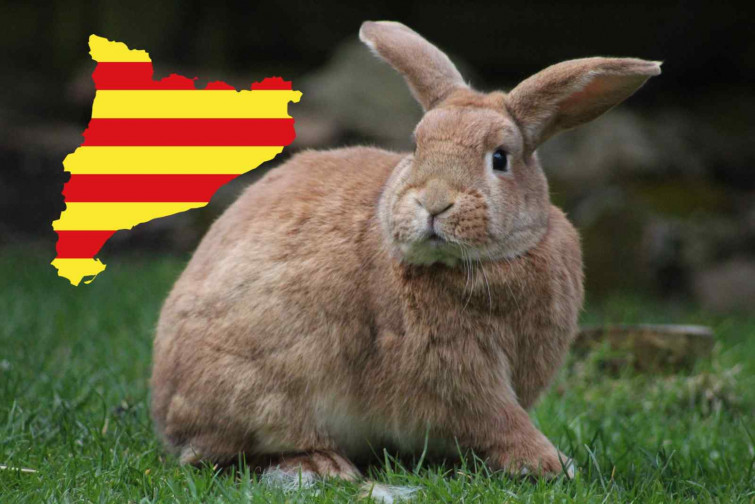Más de 2.000 campos arrasados por conejos en Lleida: el Govern lanza un plan urgente