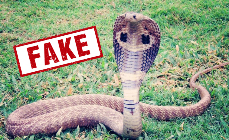 Indignación por la difusión de una foto falsa de una cobra en una viña de Verdú (Urgell)