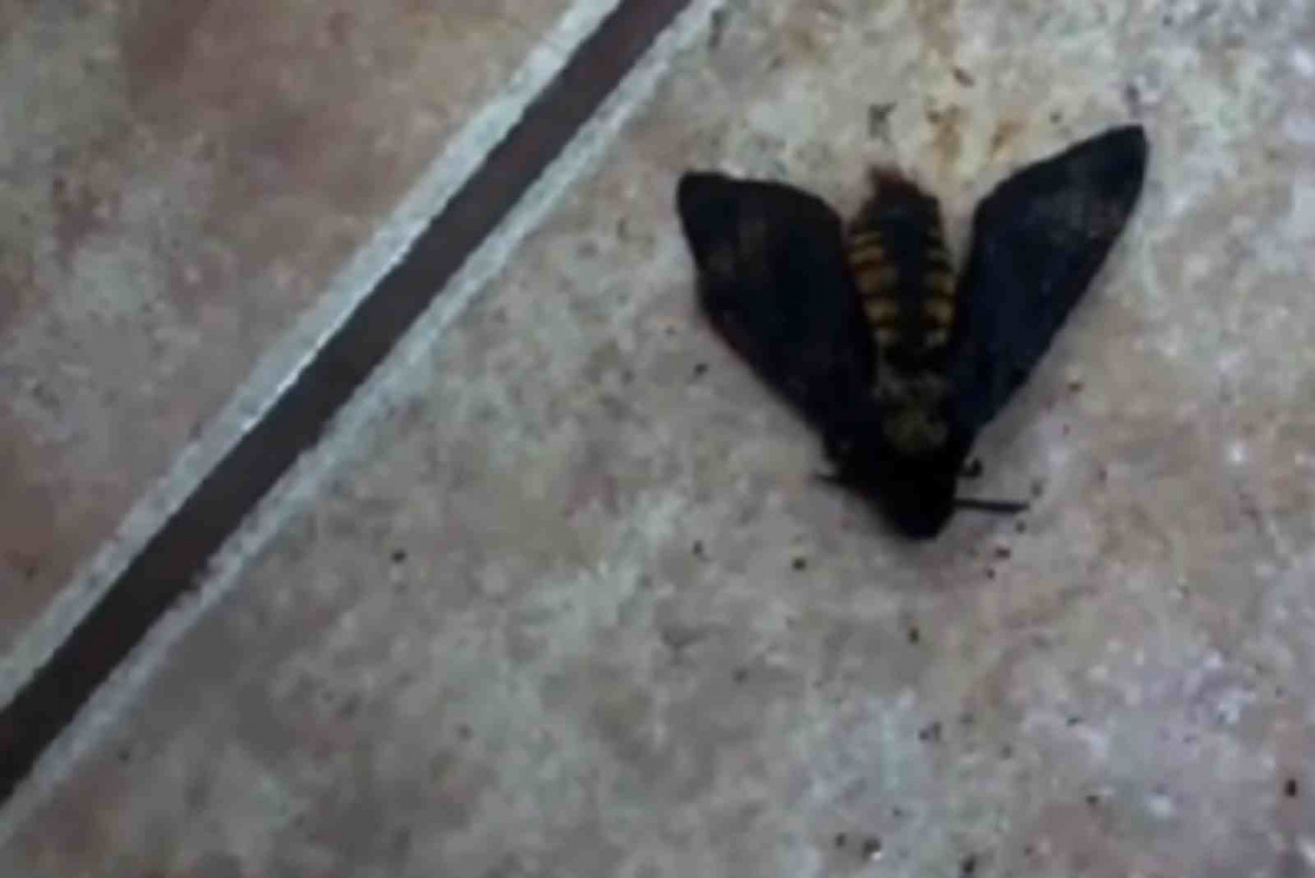 Polilla gigante