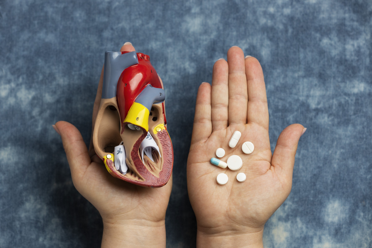 Persona con modelo anatomico de corazon con fines educativos