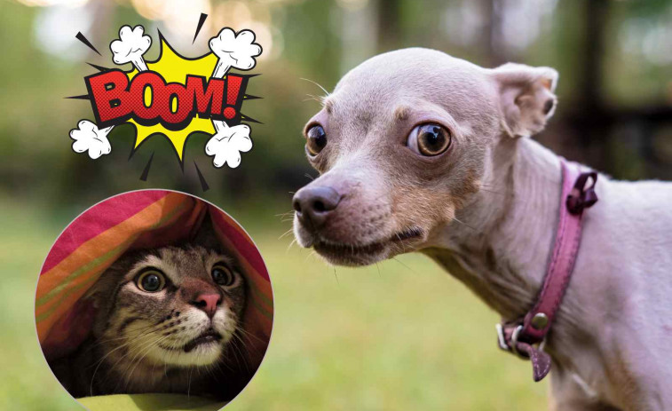 Sant Joan puede aterrorizar a tu perro: 7 claves para protegerlo esta noche