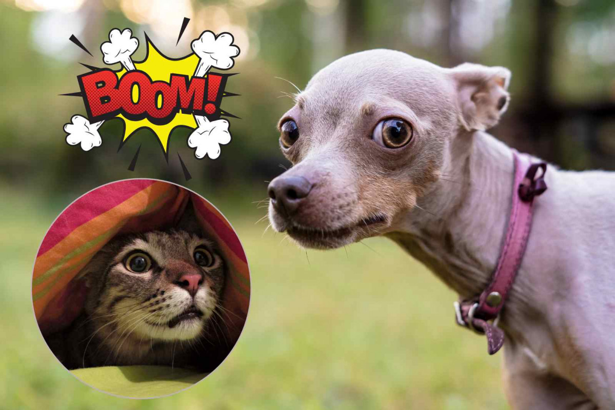 Perro, gato, explosión   CANVA