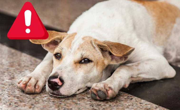 Muere una persona por rabia tras tener contacto con un perro callejero en un viaje a Marruecos