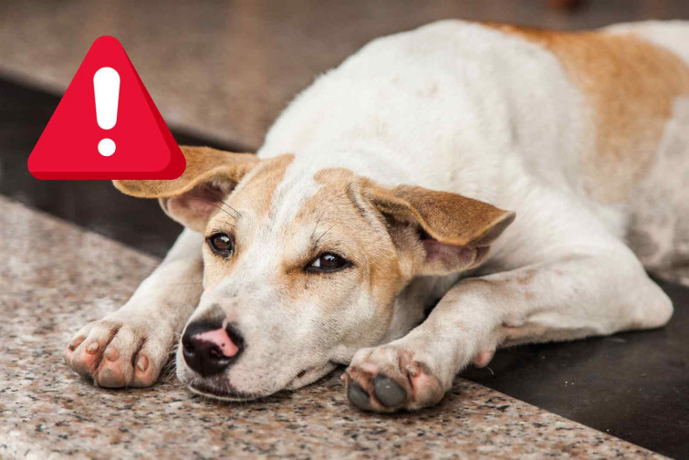 Muere una persona por rabia tras tener contacto con un perro callejero en un viaje a Marruecos