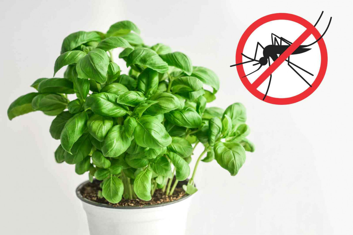 Albahaca, antimosquitos   CANVA