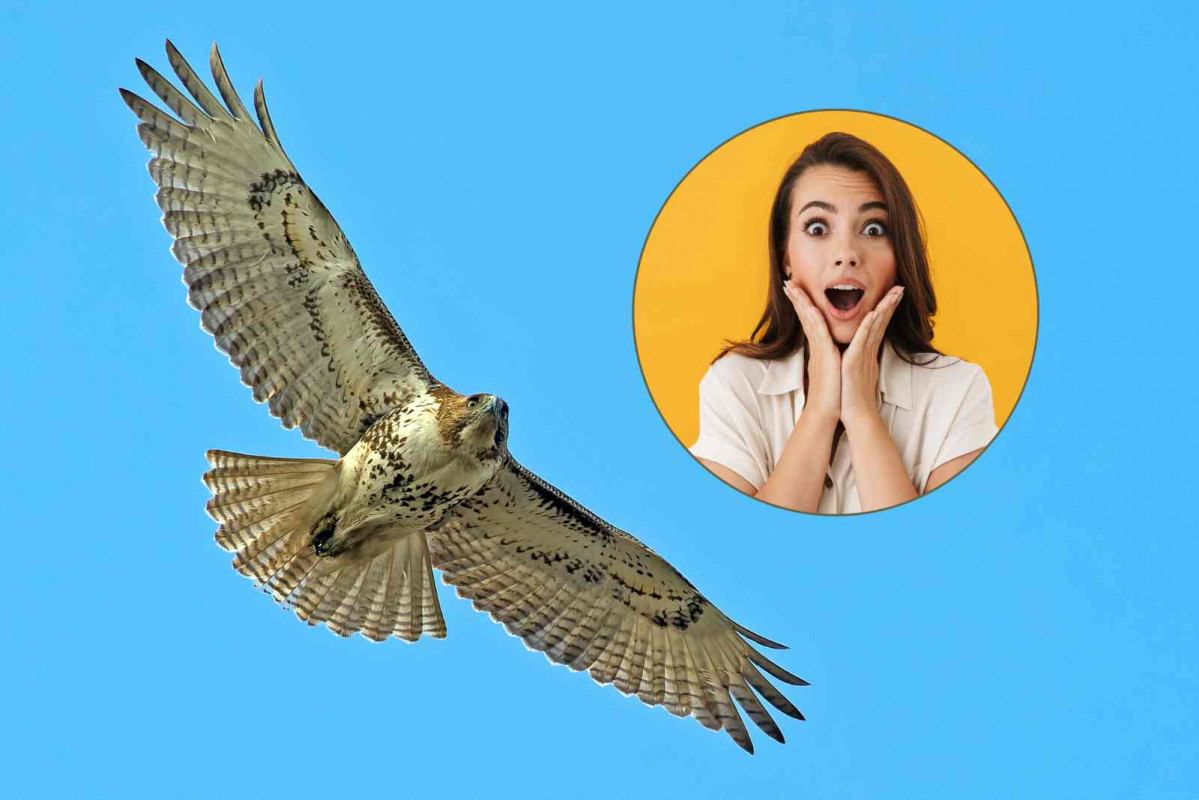 Halcones, Barcelona   CANVA