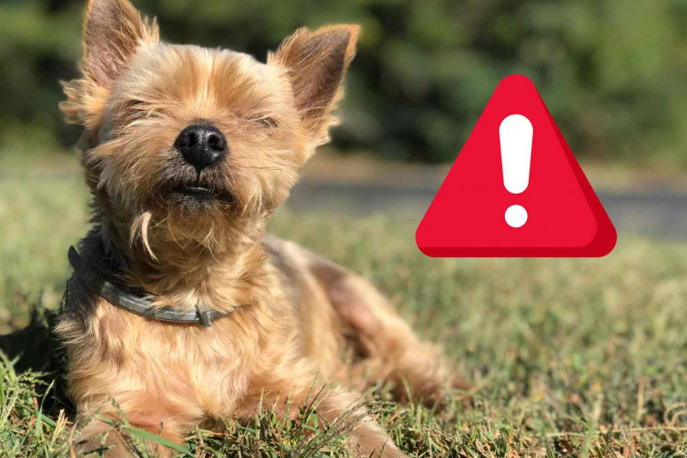 Temperaturas extremas en Catalunya: protege a tu perro de un golpe de calor que podría ser mortal