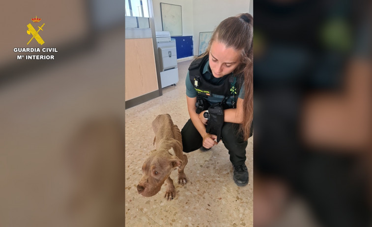 Investigan a una vecina de L'Aldea por presunto maltrato a su perro: lo tenía sin agua ni comida