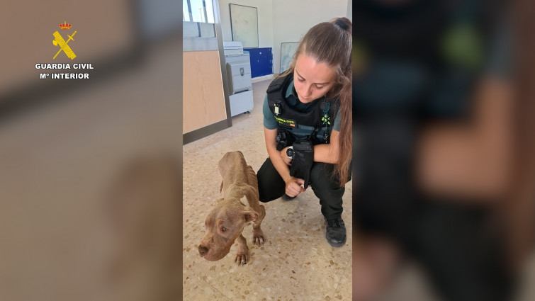 Investigan a una vecina de L'Aldea por presunto maltrato a su perro: lo tenía sin agua ni comida