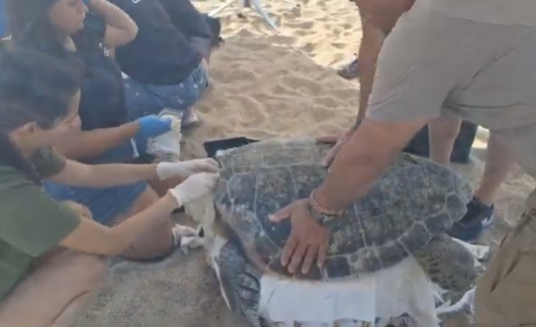Una tortuga boba pone 101 huevos en la playa de Sant Feliu de Guíxols