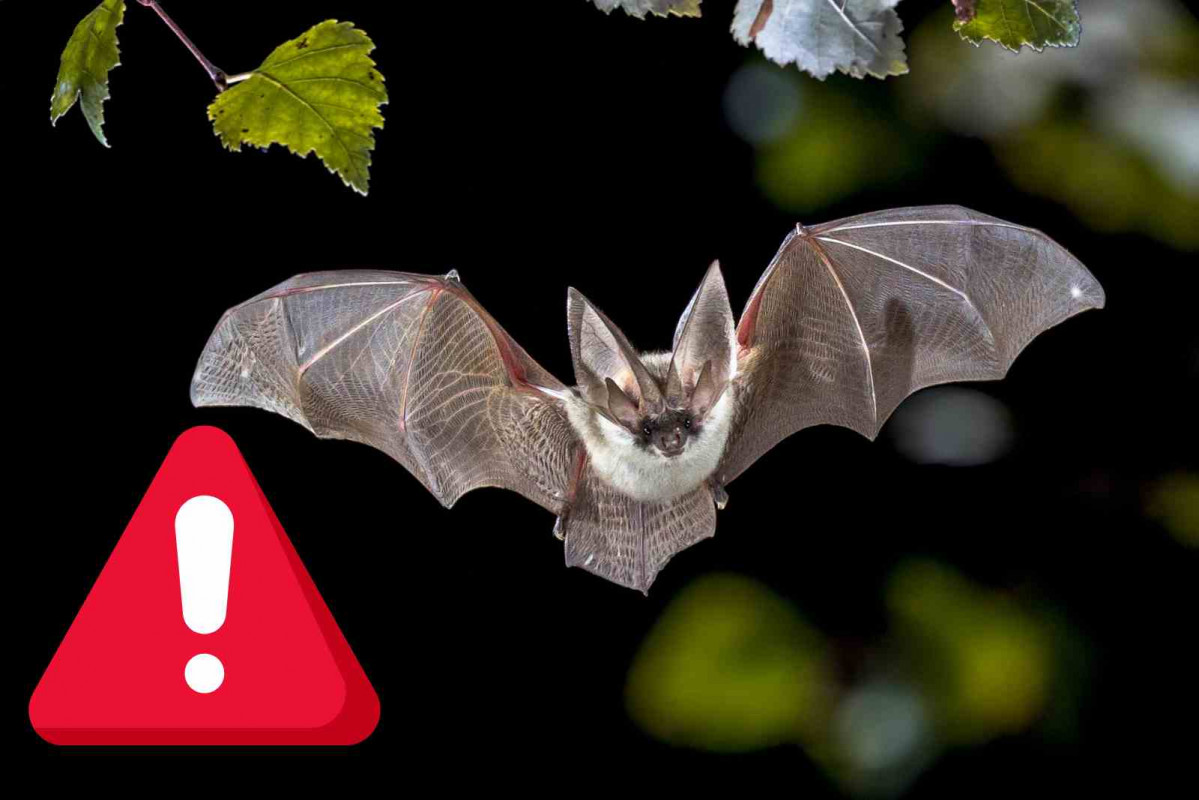 Alerta, murciélago   CANVA