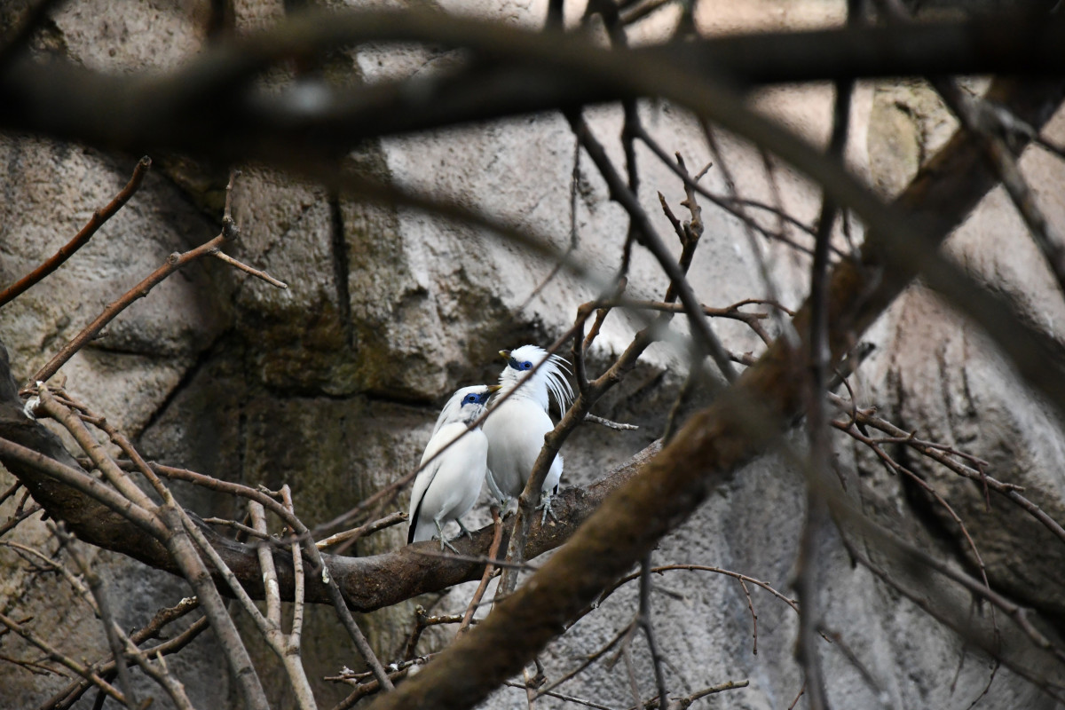 Ejemplares de mainá de Bali en el Zoo de Barcelona