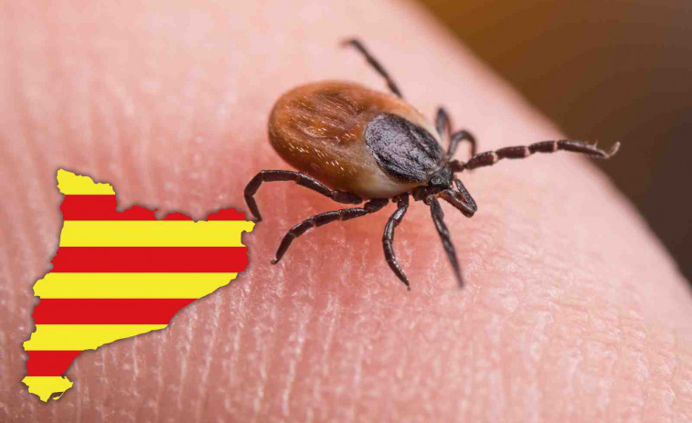 Alerta sanitaria: las garrapatas se disparan en Catalunya y pueden transmitir enfermedades mortales