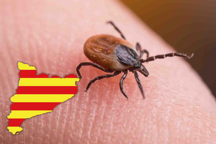 Alerta sanitaria: las garrapatas se disparan en Catalunya y pueden transmitir enfermedades mortales