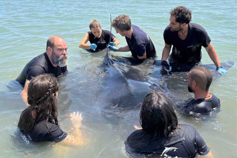 ¿Animales huyendo de las bombas en Gaza? La verdad sobre las mantas gigantes en las playas catalanas