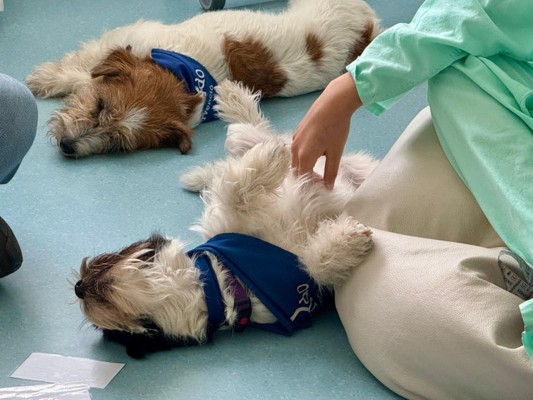 Vall d’Hebron innova en salud mental infantil con terapia asistida por perros