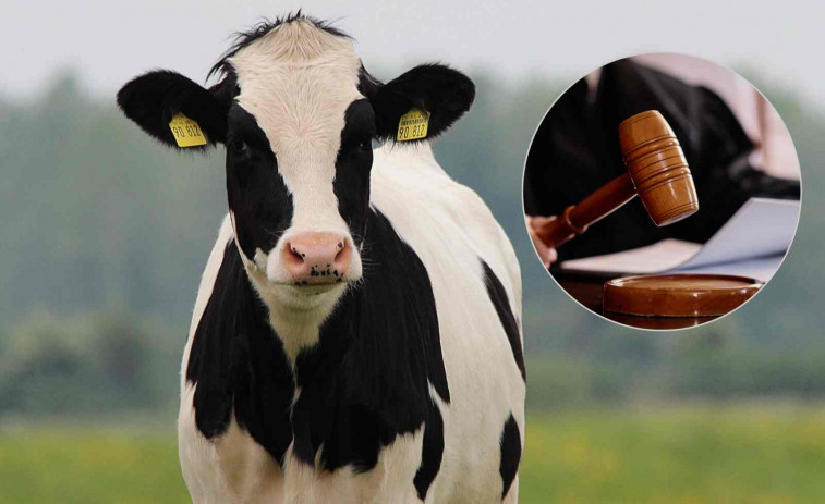 Juzgan por maltrato animal a un hombre por violar a una vaca