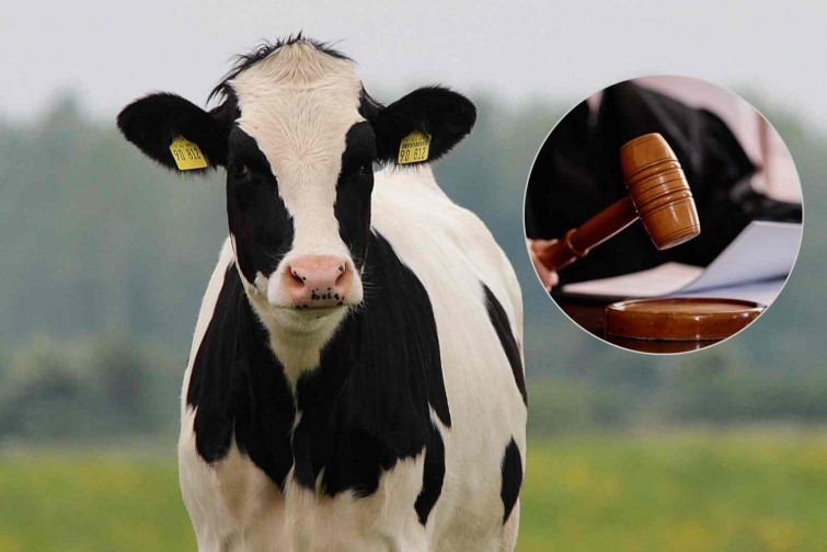 Juzgan por maltrato animal a un hombre por violar a una vaca