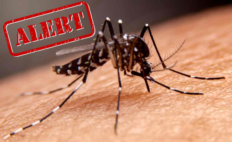Catalunya detectó 528 casos de dengue entre 2022 y 2024, un 2,1% autóctonos