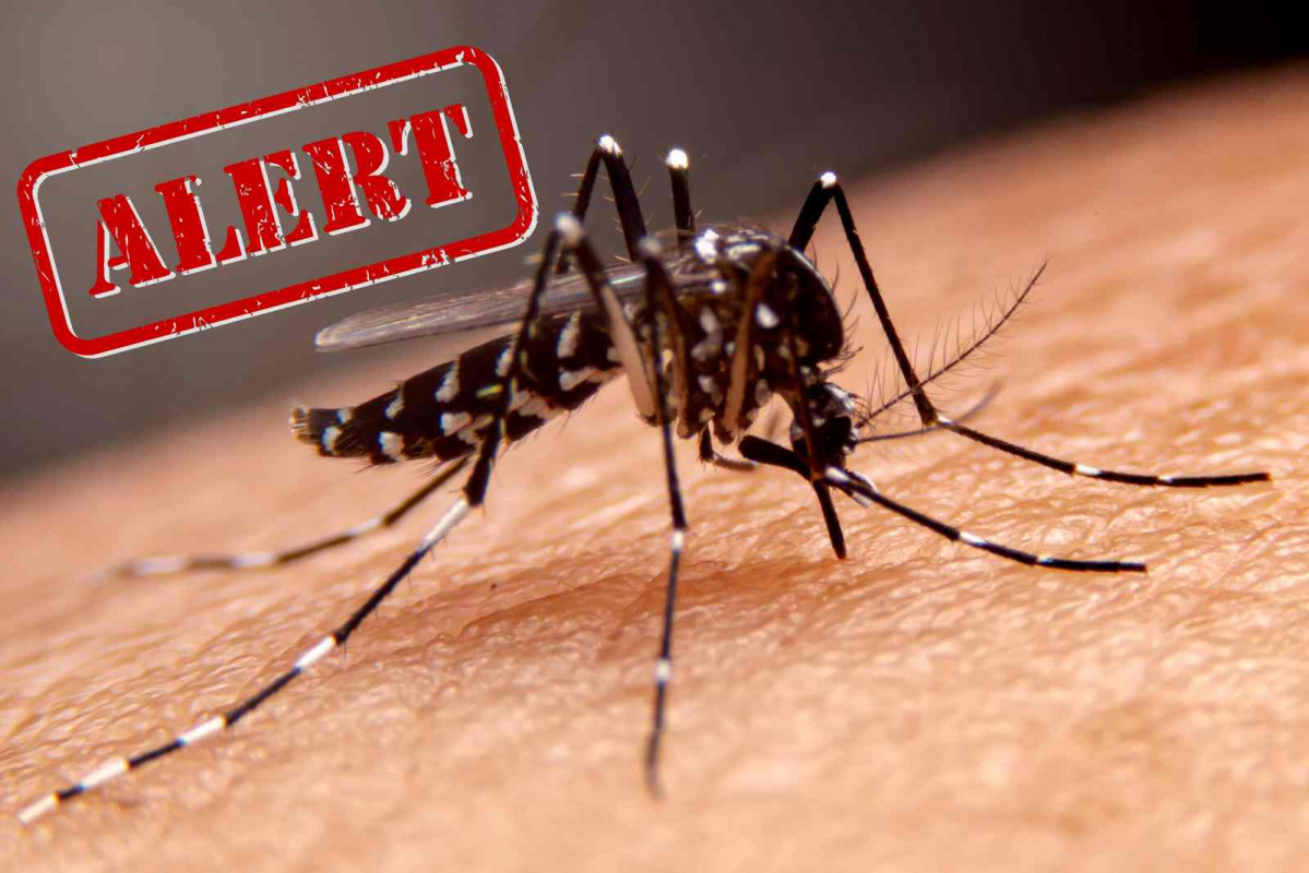 Mosquito dengue, alerta   CANVA
