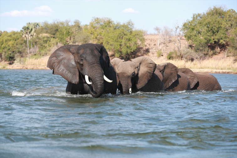 Dos turistas mueren embestidas por un elefante durante un safari en Zambia