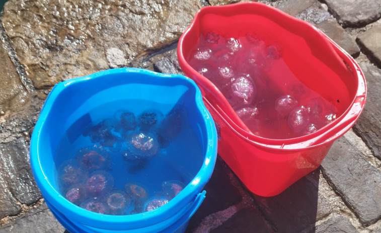 Las altas temperaturas traen consigo mayor presencia de medusas en la costa este verano