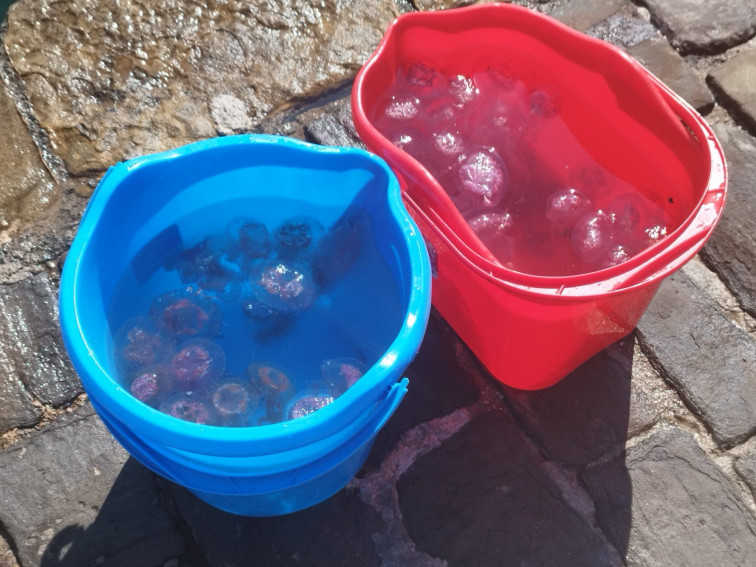 Las altas temperaturas traen consigo mayor presencia de medusas en la costa este verano