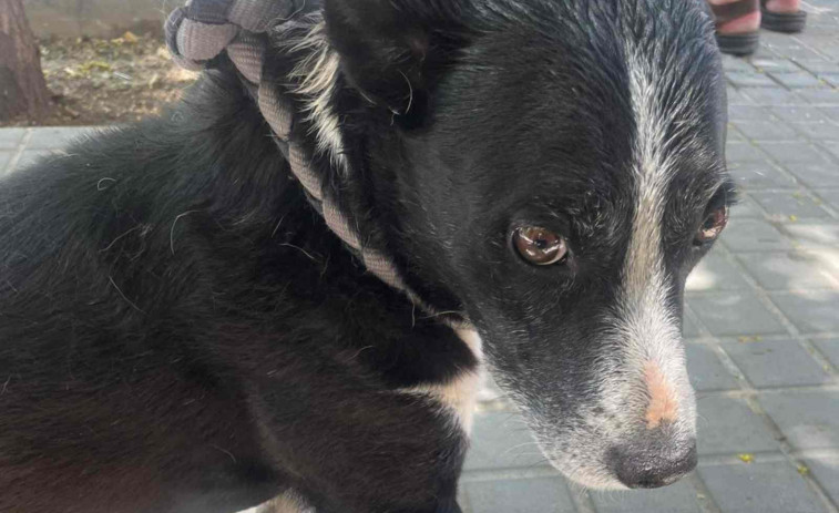 Rescatado un perro cerrado en un coche a pleno sol durante la ola de calor en Barcelona