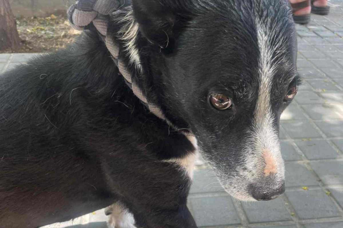 El perro rescatado   GUARDIA URBANA DE BARCELONA