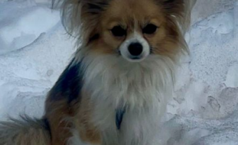 FOTOS: un chihuahua lleva a cabo un rescate crucial en los Alpes